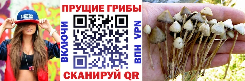 Галлюциногенные грибы прущие грибы Пересвет